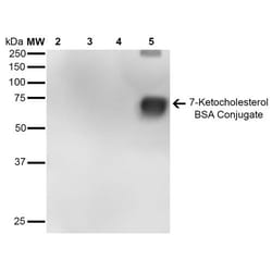 Invitrogen 7-Ketocholesterol Monoclonal Antibody (7E1), FITC 100 &mu;g;