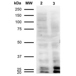 Invitrogen Malondialdehyde Monoclonal Antibody (11E3), PE 100 &mu;g | Buy Online | Invitrogen&trade; | Fisher Scientific