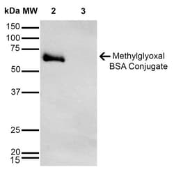 Invitrogen Methylglyoxal Monoclonal Antibody (9E7), FITC 100 &mu;g; FITC:Antibodies,