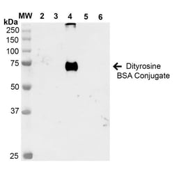 Invitrogen Dityrosine Monoclonal Antibody (7D4), PE 100 &mu;g; PE:Antibodies,