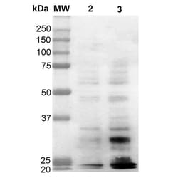 Invitrogen&trade;&nbsp;Dityrosine Monoclonal Antibody (10A6), FITC