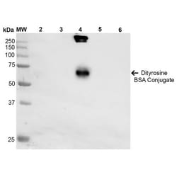Invitrogen&trade;&nbsp;Dityrosine Monoclonal Antibody (10A6), FITC