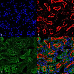 Invitrogen Sulfotyrosine Monoclonal Antibody (7C5), FITC 100 &mu;g; FITC:Antibodies,