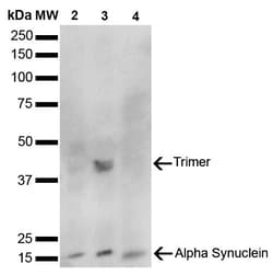 Invitrogen alpha Synuclein Monoclonal Antibody (10H7), FITC 100 &mu;g;