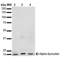 Invitrogen alpha Synuclein Monoclonal Antibody (3F8), PerCP 100 &mu;g;