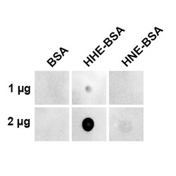 Invitrogen 4-Hydroxy-2-hexenal Monoclonal Antibody (5C11.1), APC 100 &mu;g;