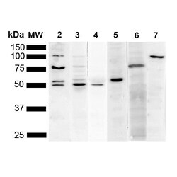 Invitrogen KDEL Monoclonal Antibody (2C1), PerCP 100 &mu;g; PerCP:Antibodies,