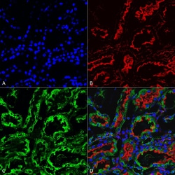 Invitrogen KDEL Monoclonal Antibody (2C1), PE 100 &mu;g; PE:Antibodies,