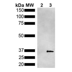 Invitrogen™ Metallothionein Monoclonal Antibody (2B5), FITC