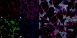 Invitrogen THRA/THRB Monoclonal Antibody (H43), PerCP 100 &mu;g; PerCP:Antibodies,