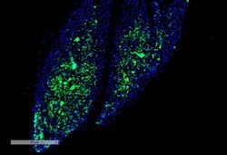 Invitrogen THRA/THRB Monoclonal Antibody (H43), PerCP 100 &mu;g; PerCP:Antibodies,