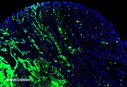 Invitrogen THRA/THRB Monoclonal Antibody (H43), PerCP 100 &mu;g; PerCP:Antibodies,