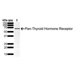 Invitrogen THRA/THRB Monoclonal Antibody (H43), PerCP 100 &mu;g; PerCP:Antibodies,
