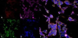 Invitrogen Parvalbumin Monoclonal Antibody (C12), APC 100 &mu;g; APC:Antibodies,
