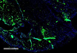 Invitrogen Parvalbumin Monoclonal Antibody (C12), APC 100 &mu;g; APC:Antibodies,