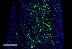 Invitrogen Parvalbumin Monoclonal Antibody (C12), FITC 100 &mu;g; FITC:Antibodies,