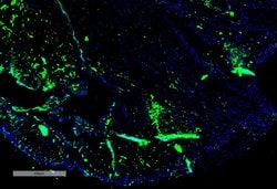 Invitrogen Parvalbumin Monoclonal Antibody (C12), FITC 100 &mu;g; FITC:Antibodies,