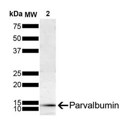 Invitrogen Parvalbumin Monoclonal Antibody (C12), FITC 100 &mu;g; FITC:Antibodies,
