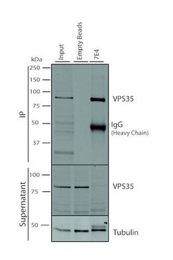 Invitrogen VPS35 Monoclonal Antibody (7E4), FITC 100 &mu;g; FITC:Antibodies,