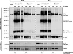 Invitrogen VPS35 Monoclonal Antibody (7E4), FITC 100 &mu;g; FITC:Antibodies,