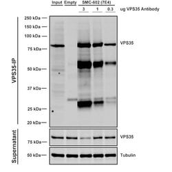 Invitrogen VPS35 Monoclonal Antibody (7E4), FITC 100 &mu;g; FITC:Antibodies,