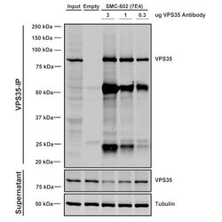 Invitrogen VPS35 Monoclonal Antibody (7E4), FITC 100 &mu;g; FITC:Antibodies,