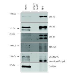 Invitrogen VPS35 Monoclonal Antibody (7E4), FITC 100 &mu;g; FITC:Antibodies,