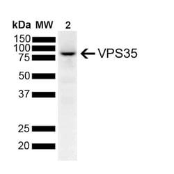 Invitrogen VPS35 Monoclonal Antibody (7E4), FITC 100 &mu;g; FITC:Antibodies,