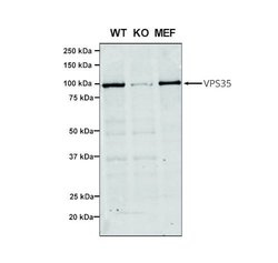 Invitrogen VPS35 Monoclonal Antibody (7E4), FITC 100 &mu;g; FITC:Antibodies,