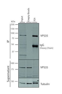 Invitrogen VPS35 Monoclonal Antibody (7E4), PerCP 100 &mu;g; PerCP:Antibodies,