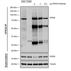 Invitrogen VPS35 Monoclonal Antibody (7E4), PerCP 100 &mu;g; PerCP:Antibodies,
