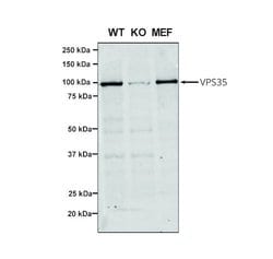 Invitrogen VPS35 Monoclonal Antibody (7E4), PerCP 100 &mu;g; PerCP:Antibodies,