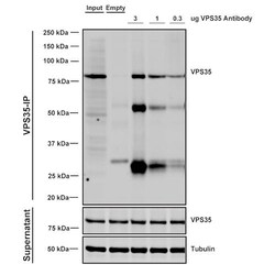 Invitrogen VPS35 Monoclonal Antibody (5A9), APC 100 &mu;g; APC:Antibodies,