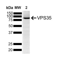 Invitrogen VPS35 Monoclonal Antibody (5A9), APC 100 &mu;g; APC:Antibodies,