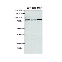 Invitrogen VPS35 Monoclonal Antibody (5A9), APC 100 &mu;g; APC:Antibodies,