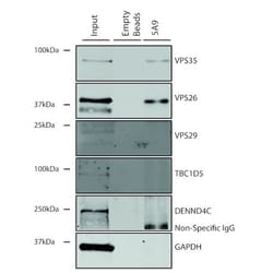 Invitrogen VPS35 Monoclonal Antibody (5A9), FITC 100 &mu;g; FITC:Antibodies,