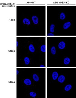 Invitrogen VPS35 Monoclonal Antibody (5A9), PerCP 100 &mu;g; PerCP:Antibodies,