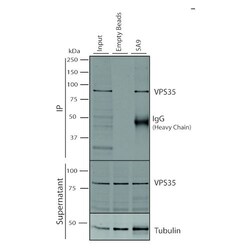 Invitrogen VPS35 Monoclonal Antibody (5A9), PerCP 100 &mu;g; PerCP:Antibodies,