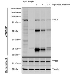 Invitrogen VPS35 Monoclonal Antibody (5A9), PerCP 100 &mu;g; PerCP:Antibodies,