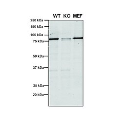 Invitrogen VPS35 Monoclonal Antibody (5A9), PerCP 100 &mu;g; PerCP:Antibodies,