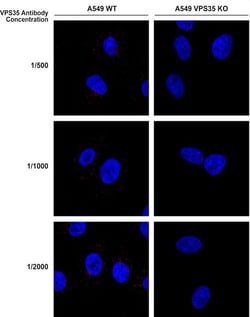 Invitrogen VPS35 Monoclonal Antibody (8A3), APC 100 &mu;g; APC:Antibodies,