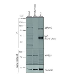 Invitrogen VPS35 Monoclonal Antibody (8A3), APC 100 &mu;g; APC:Antibodies,