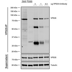 Invitrogen VPS35 Monoclonal Antibody (8A3), APC 100 &mu;g; APC:Antibodies,