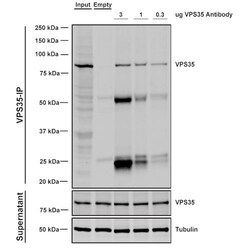 Invitrogen VPS35 Monoclonal Antibody (8A3), APC 100 &mu;g; APC:Antibodies,