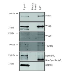 Invitrogen VPS35 Monoclonal Antibody (8A3), APC 100 &mu;g; APC:Antibodies,