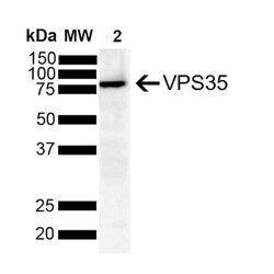 Invitrogen VPS35 Monoclonal Antibody (8A3), APC 100 &mu;g; APC:Antibodies,