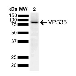 Invitrogen VPS35 Monoclonal Antibody (10A8), APC 100 &mu;g | Buy Online | Invitrogen&trade; | Fisher Scientific