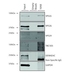 Invitrogen VPS35 Monoclonal Antibody (10A8), APC 100 &mu;g | Buy Online | Invitrogen&trade; | Fisher Scientific