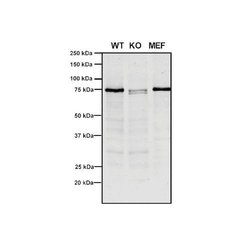 Invitrogen VPS35 Monoclonal Antibody (10A8), APC 100 &mu;g | Buy Online | Invitrogen&trade; | Fisher Scientific