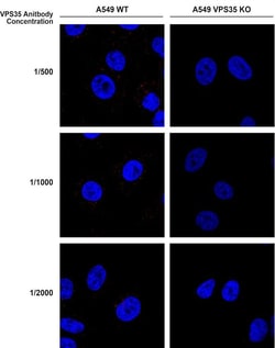 Invitrogen VPS35 Monoclonal Antibody (10A8), FITC 100 &mu;g; FITC:Antibodies,